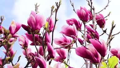 实拍唯美紫玉兰花卉植物升格横移视频的预览图